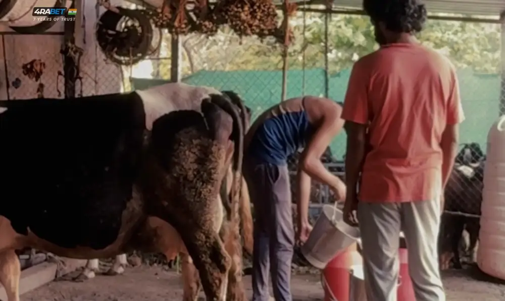 Cactus Pears (2013) — screenshot