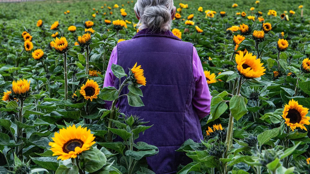 Sunphlowers (2025) — poster