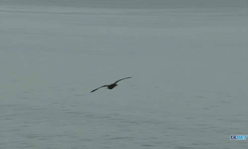 H Is for Hawk (2025) — screenshot