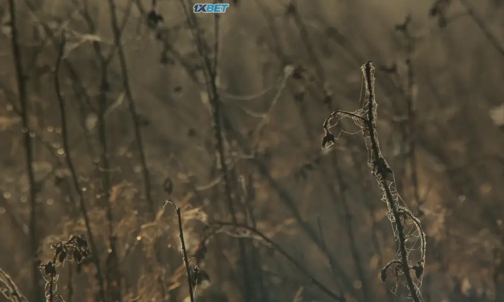 H Is for Hawk (2025) — screenshot