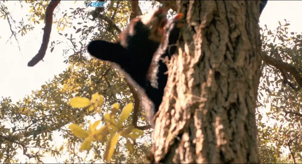 The Paper Bear (2025) — screenshot